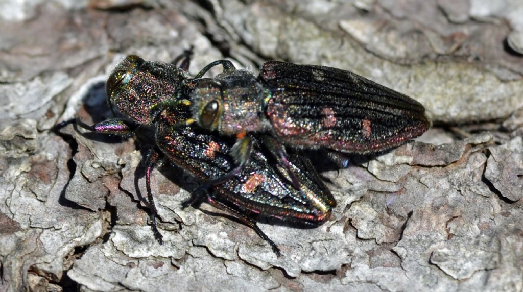 Chrysobothrys chrysostigma, Buprestidae